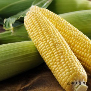 C-0005-0100